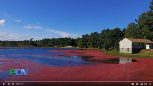 Read more about the article PCN’s The Local Seen – Massachusetts Cranberries