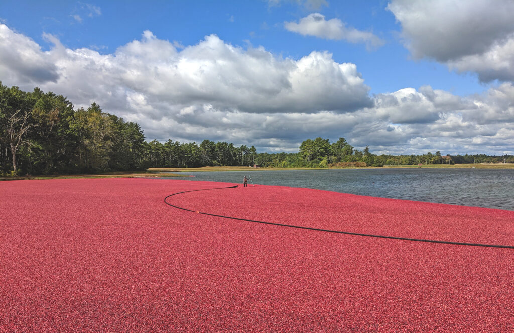 U.S. Cranberry Industry Forecasts 2020 Crop McGrathPR
