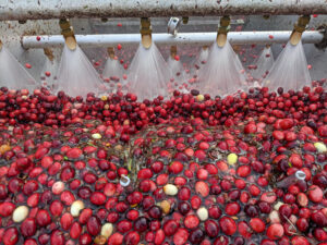 Read more about the article US Cranberry Industry Forecasts 2021 Crop