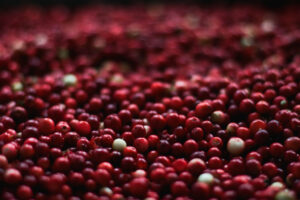 Read more about the article Massachusetts cranberry growers see ‘solid crop’ in the works