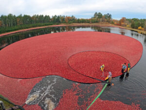 Read more about the article Massachusetts Cranberries Offers Harvest Season Guided Bus Tours