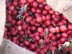Read more about the article Bog tours & festivals celebrate bountiful cranberry season in Massachusetts