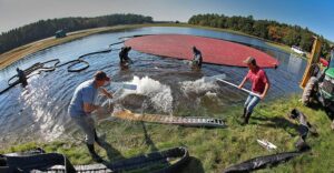 Read more about the article As harvest season begins, cranberry lovers flock to South Shore bogs