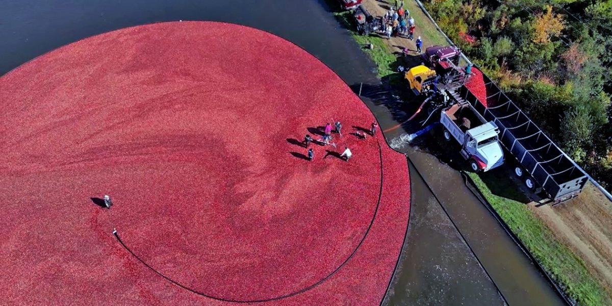 A cranberry wet harvest, courtesy image