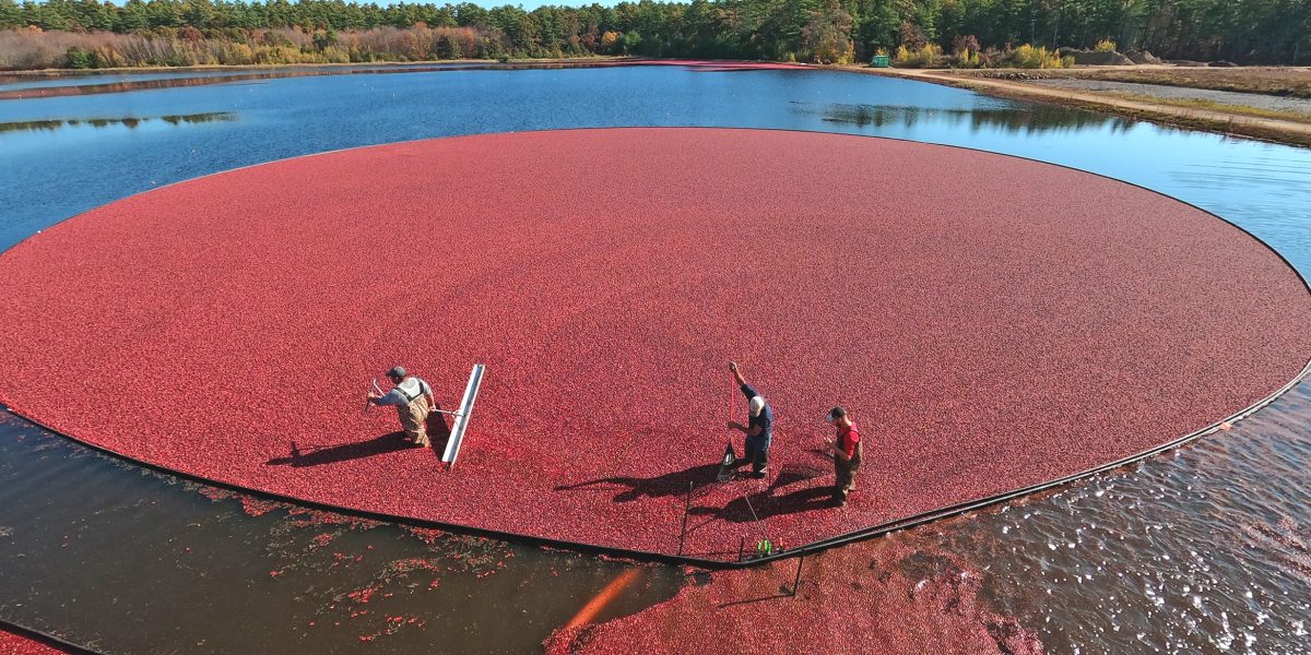 A Massachusetts cranberry bog during wet harvest, courtesy image