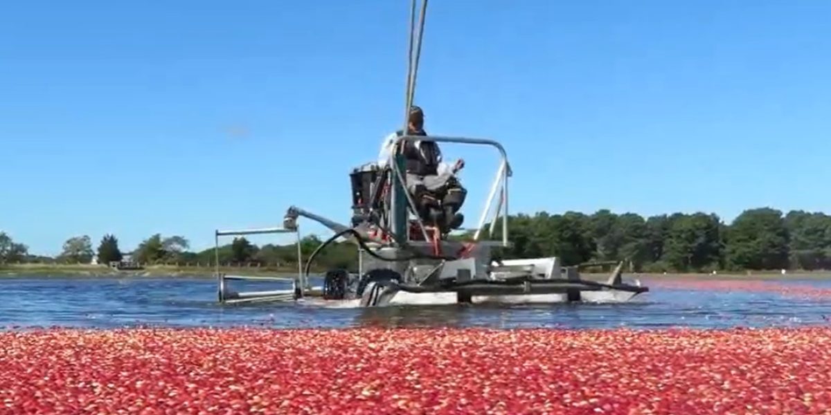 A wet cranberry harvest on Cape Cod - image capture from Eric Williams video clip, Cape Cod Times