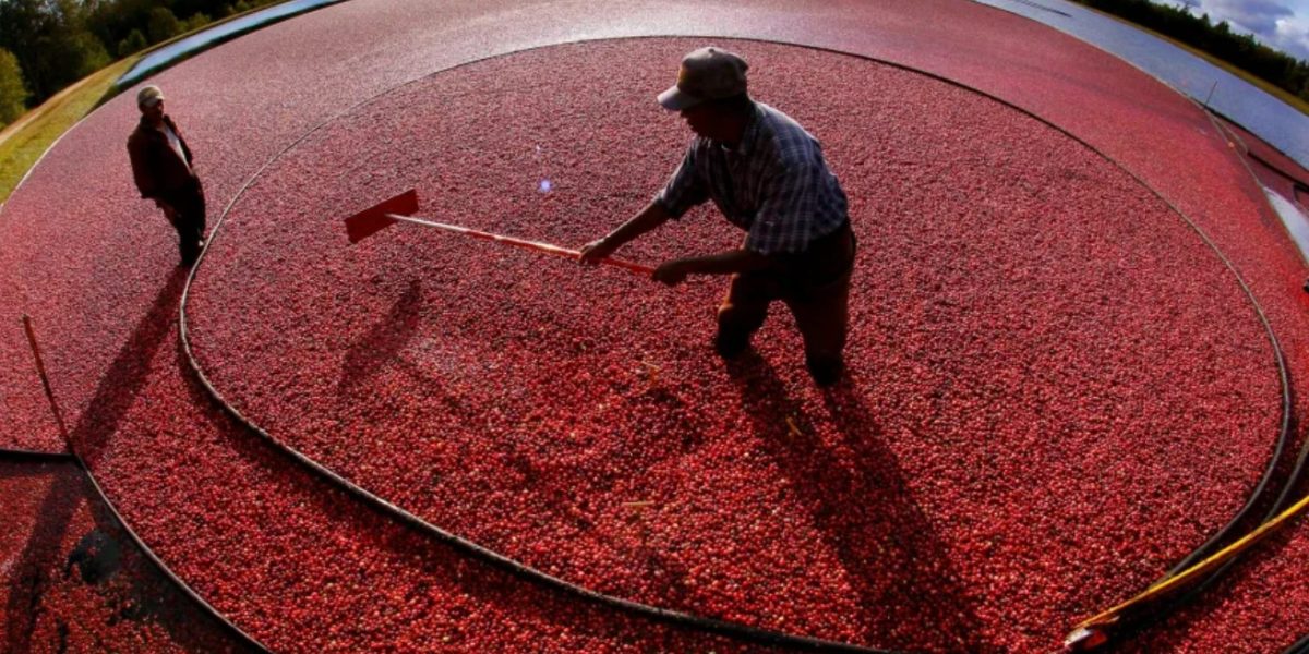 Miguel Sandel of Middleborough, Massachusetts rakes cranberries into a loading tube during an afternoon harvest at the Hannula cranberry bogs in Carver, Massachusetts on October 4, 2011. (AP / Charles Krupa)